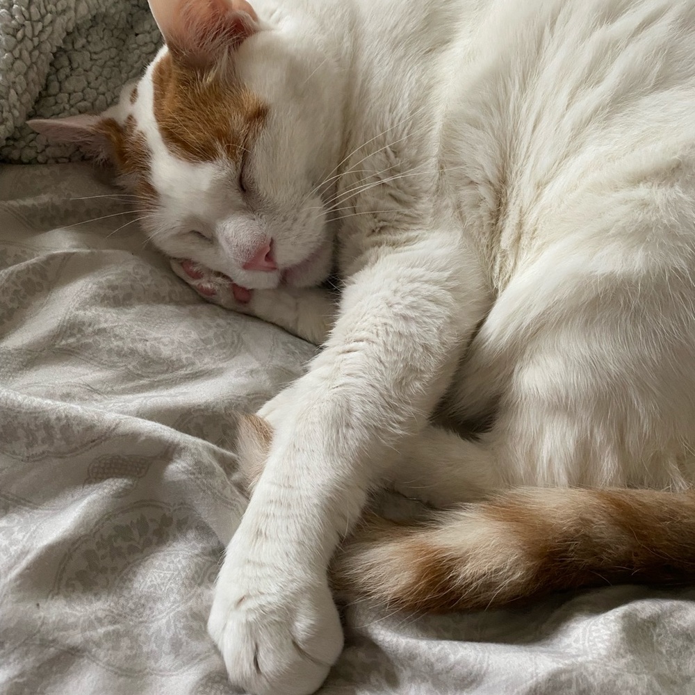 Meet your Posher, Malorey